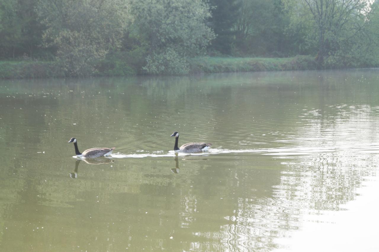 DES OIES SAUVAGES ONT TROUVE REFUGE CHEZ NOUS